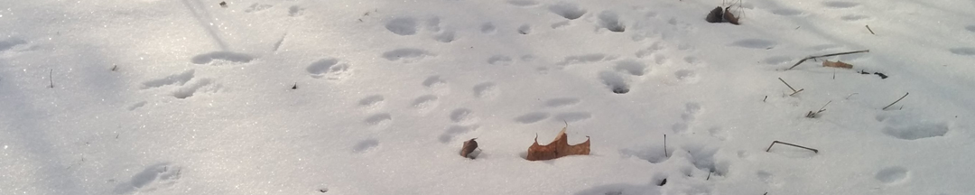 Animal prints and tracks in the snow.