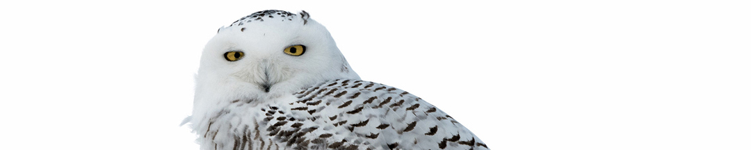 A close-up shot of a snowy owl.