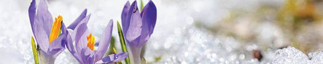 Flowers blooming through the snow.