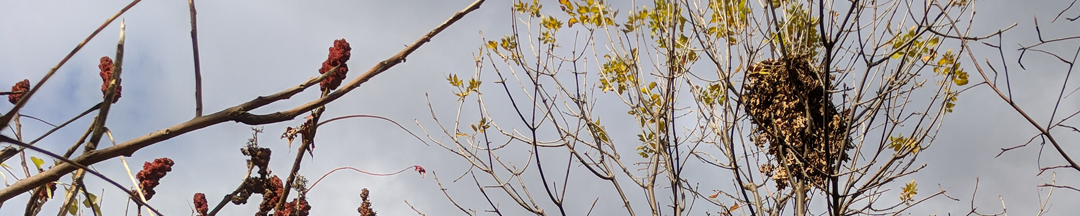 A drey AKA a squirrel's nest in the branches of a tree.