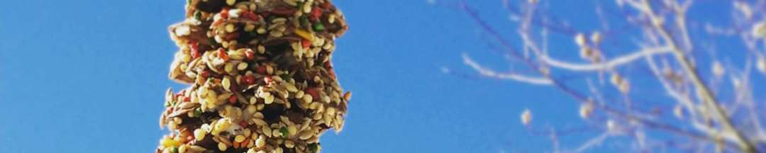 A homemade bird feeder hanging from a branch.