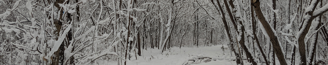 A snow-covered path with trees on both sides.