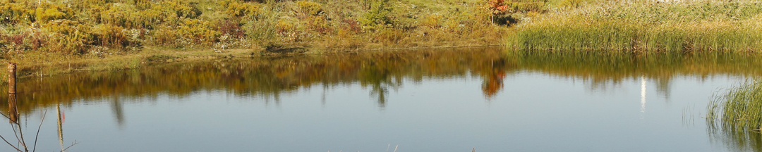 A pond at Downsview Park.