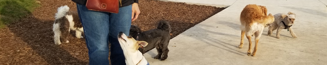Five small dogs playing at the dog park.