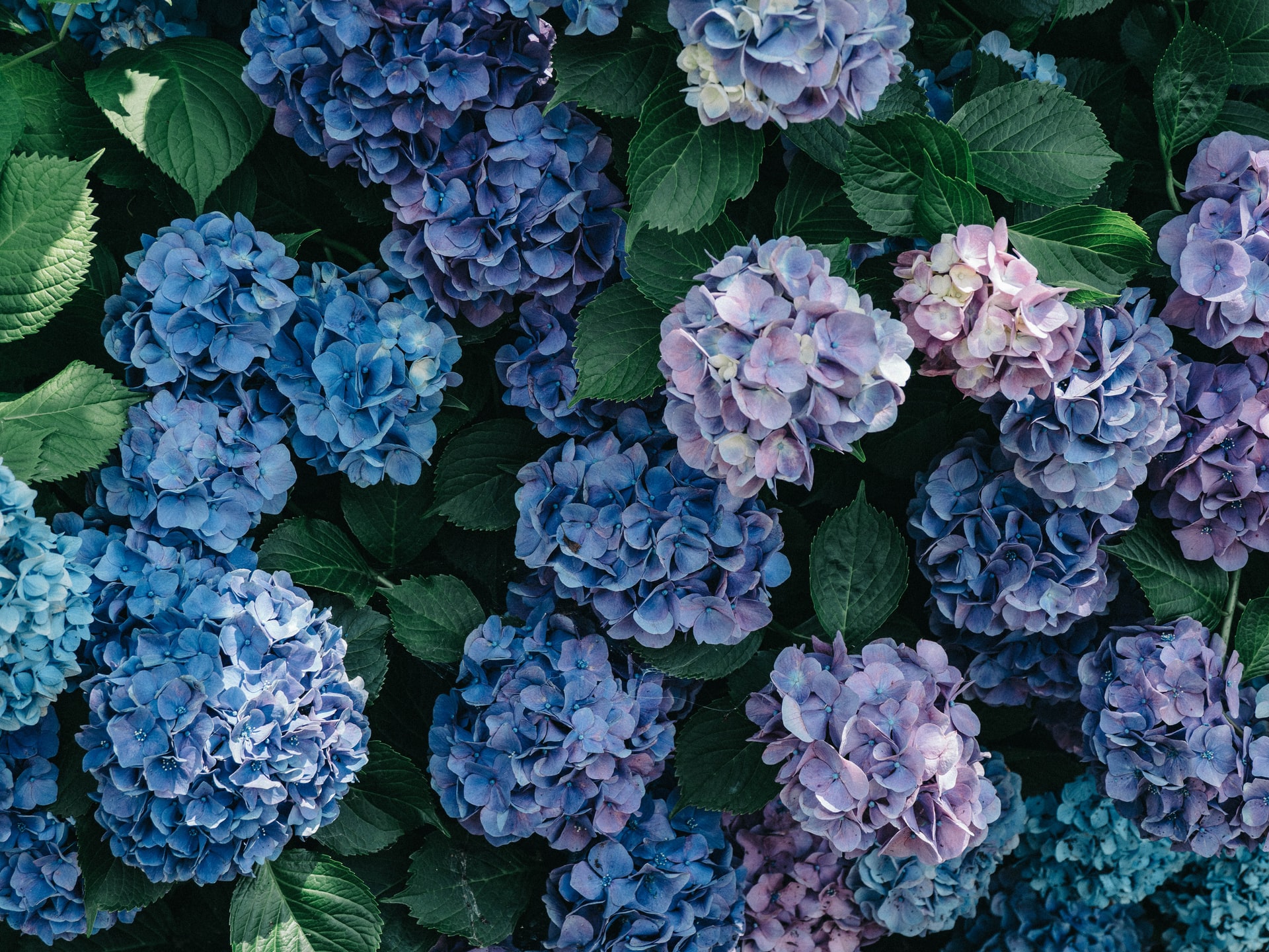 Blue and purple Hydrangea flowers.