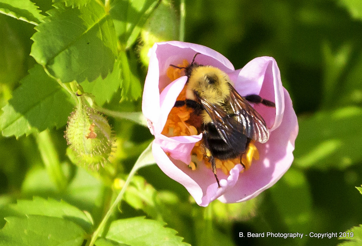 Bee pollinating