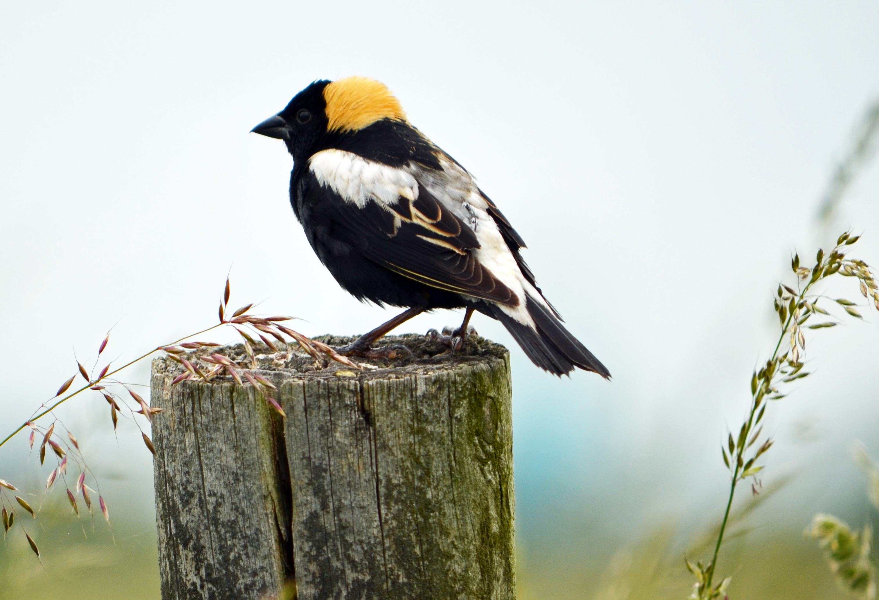 bobolink