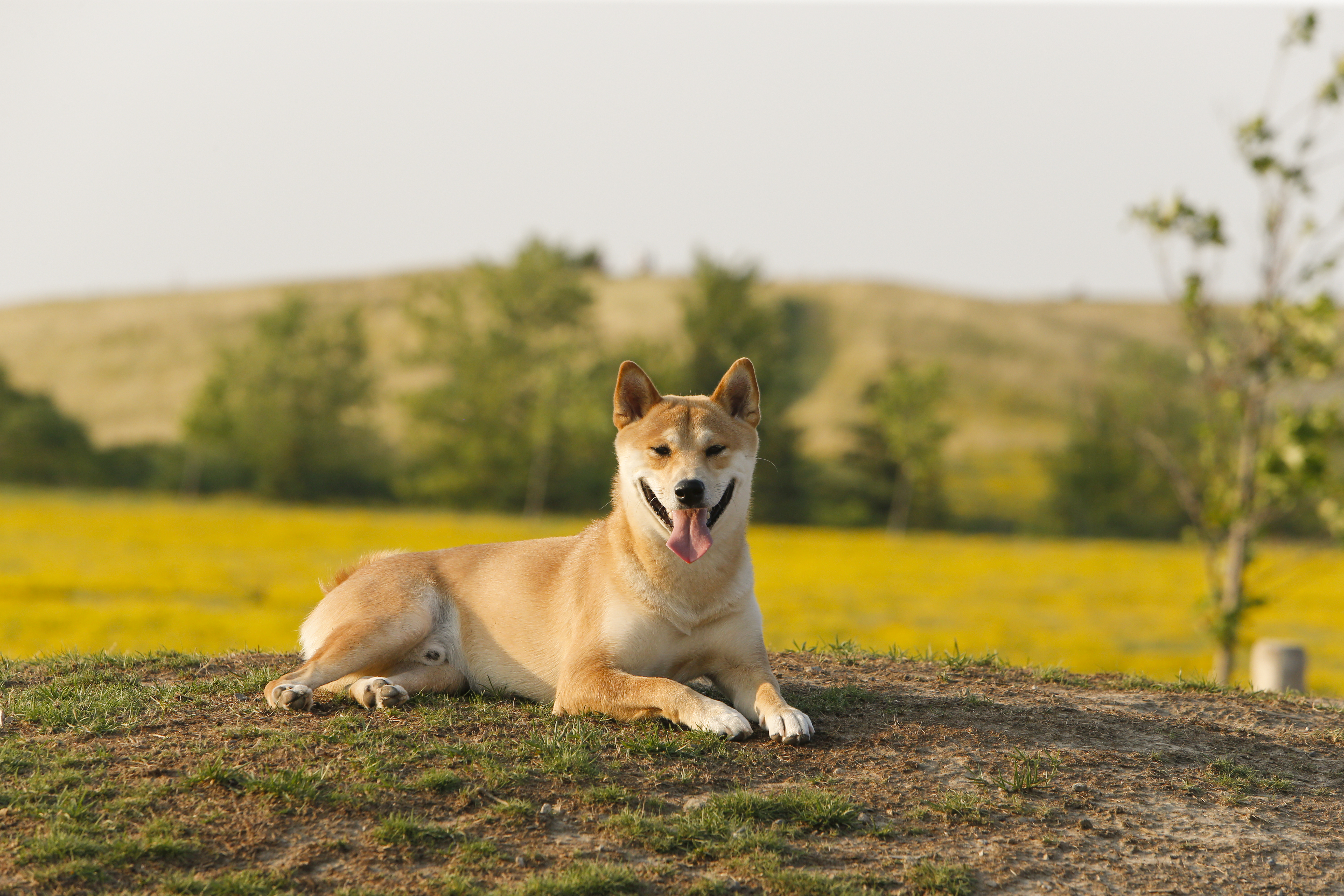 Dog lying on a hill