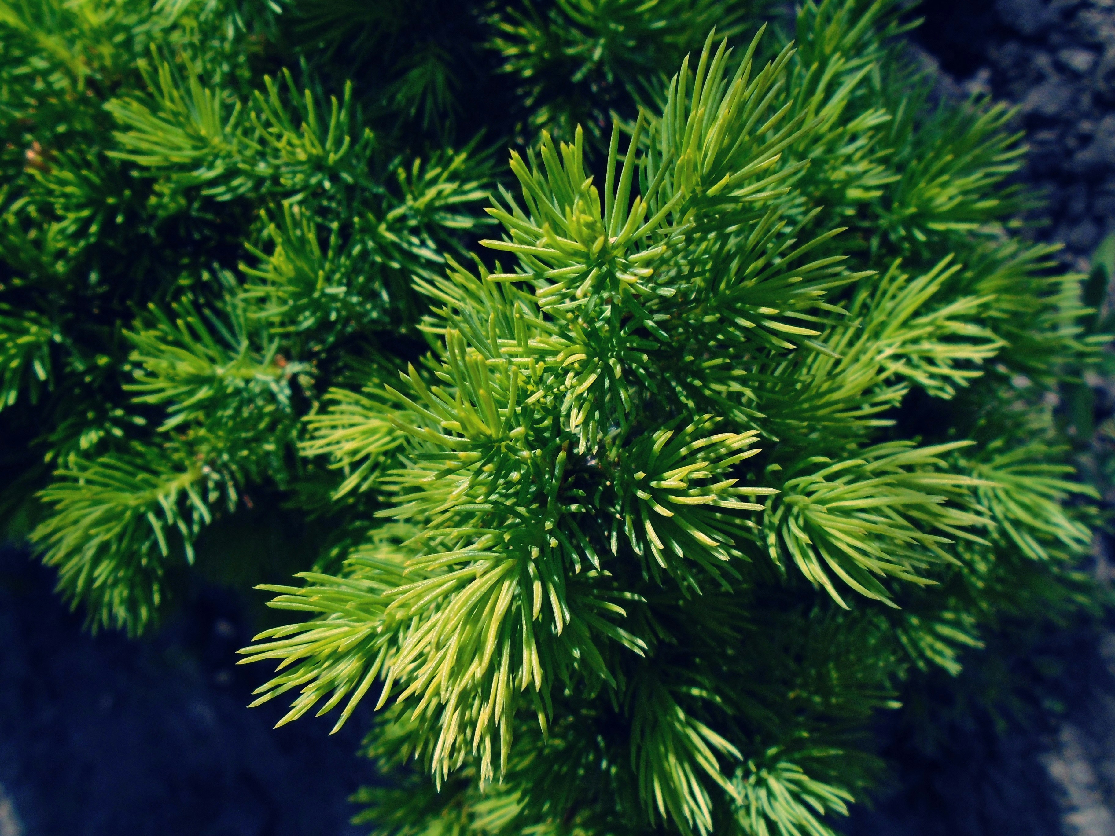 black spruce tree