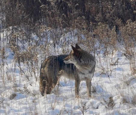 coyote