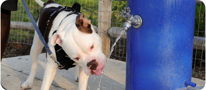 Dog drinking water from a fountain
