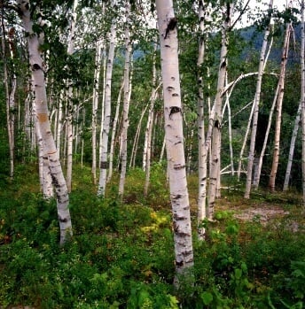 birch tree