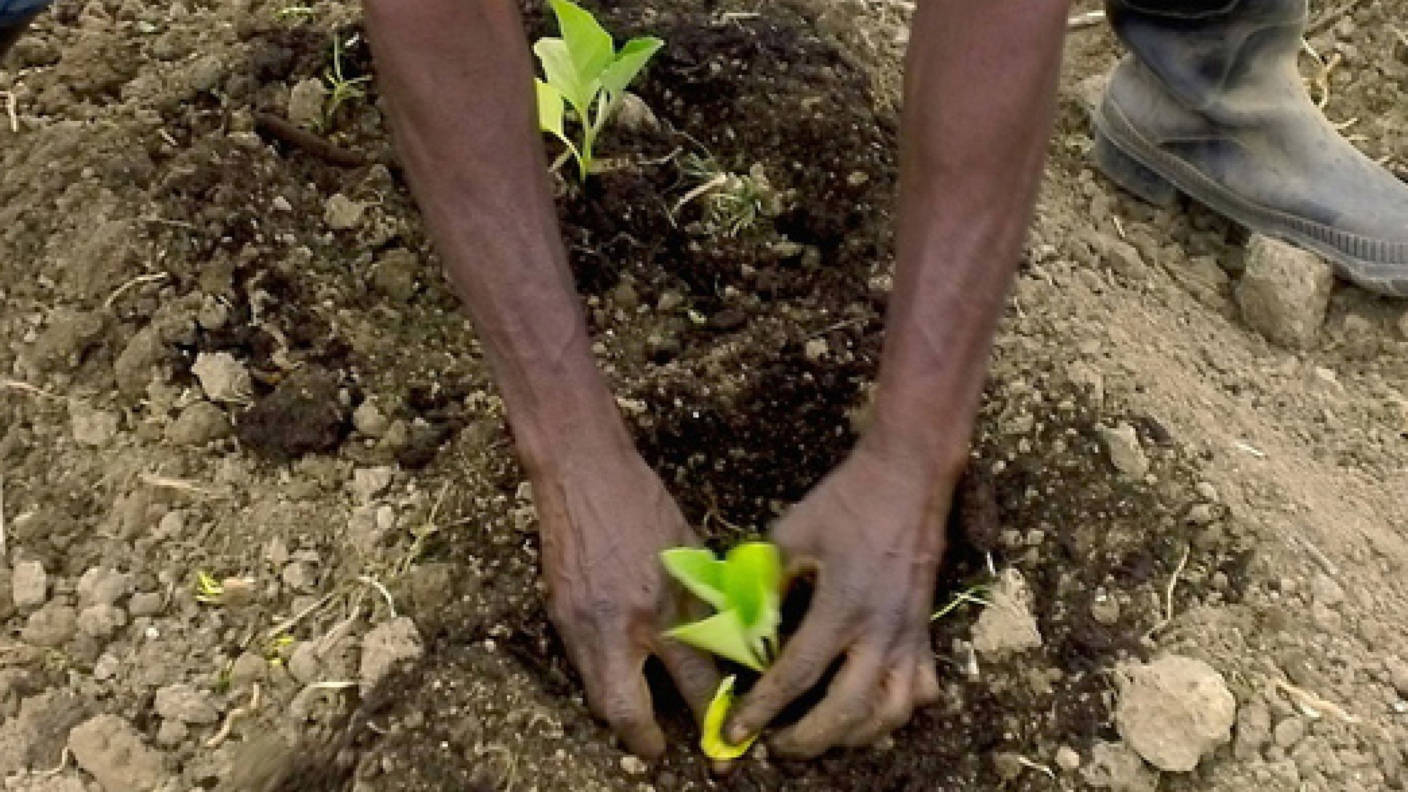 A farmer planting a seedling.