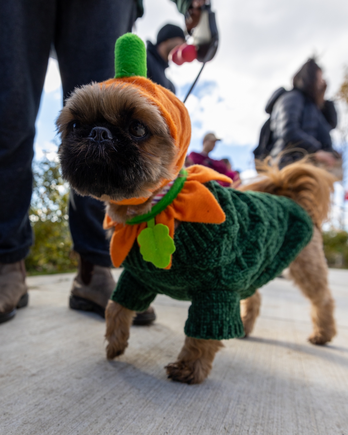 A small dog in a pumpkin costume.