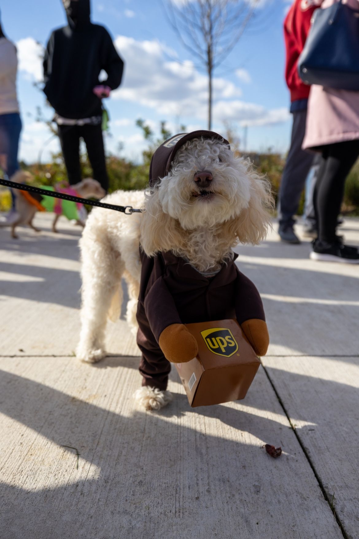 A small dog in a UPS delivery costume.