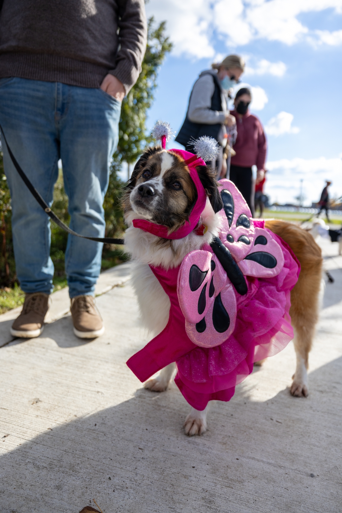 A large dog in a pink butterfly costume.