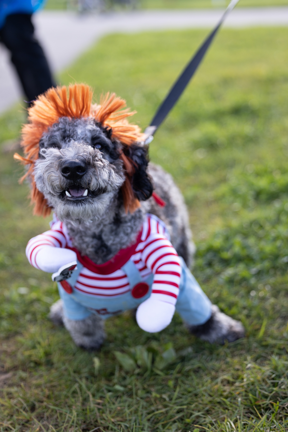 A small dog in a Chucky costume.
