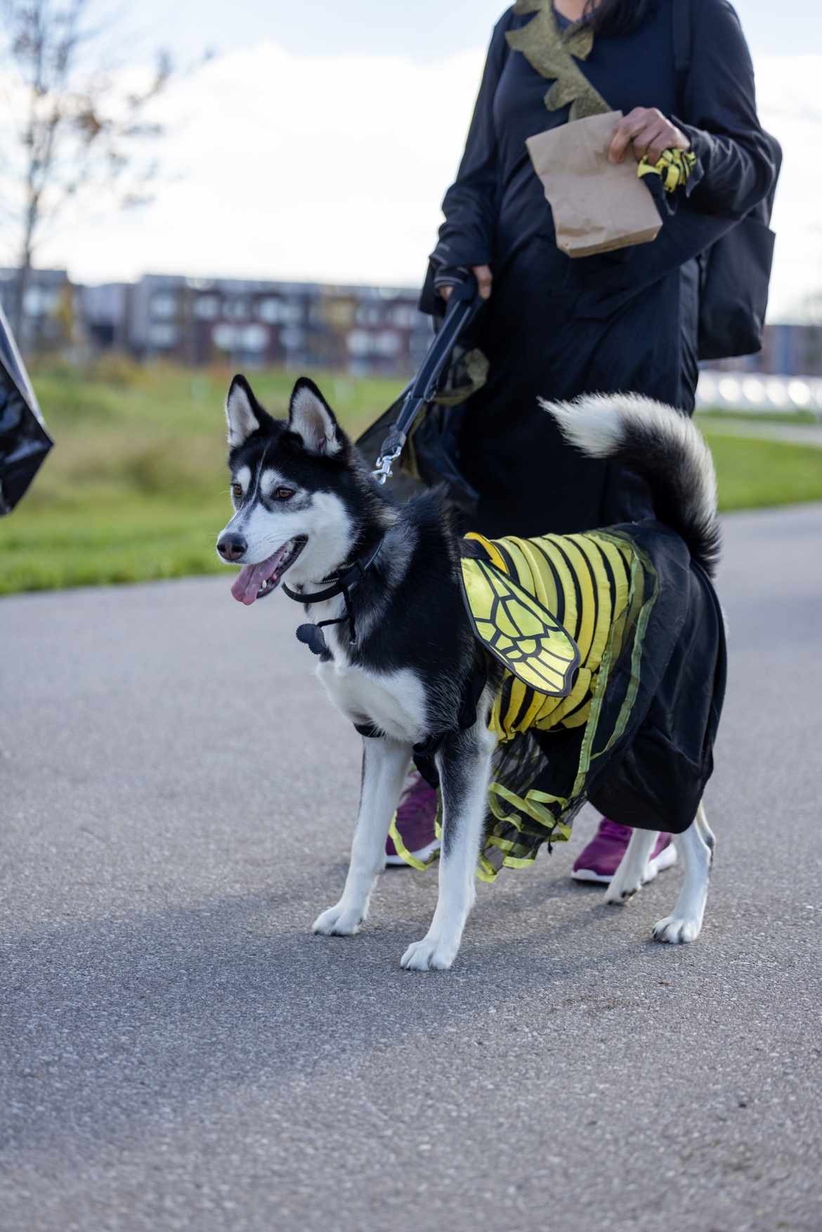 A large dog in a bee costume.