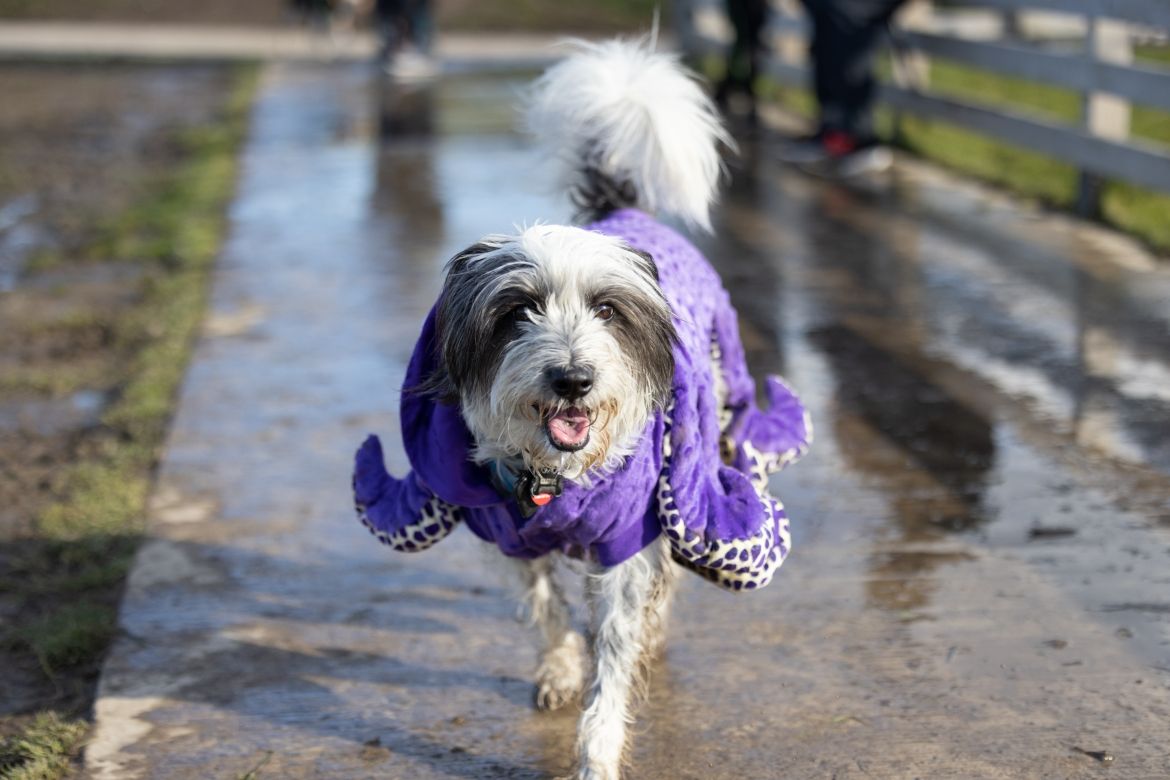 A large dog in a purple octopus costume.