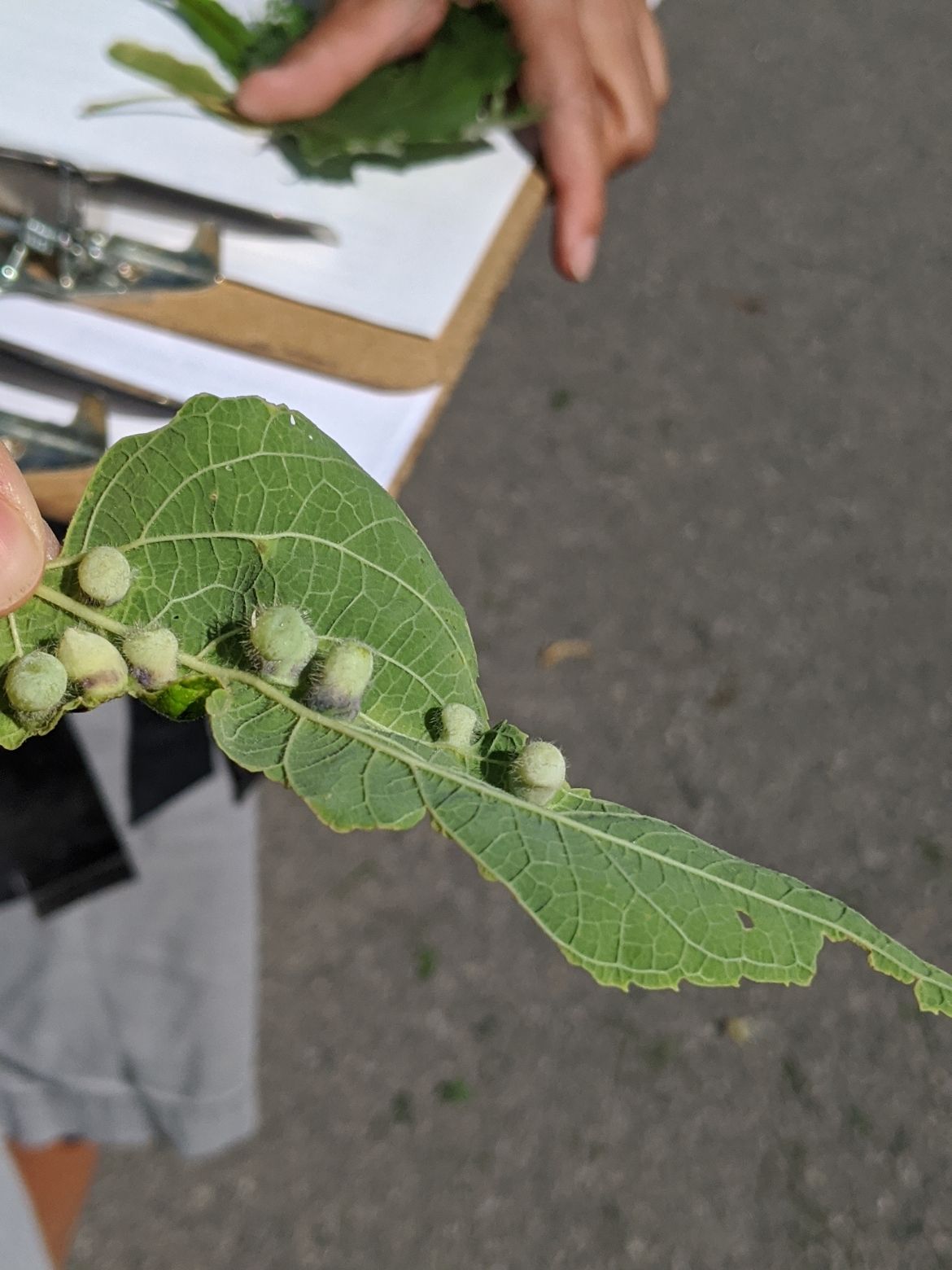 A close-up shot of a large leaf.
