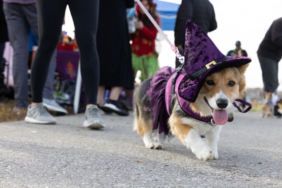 Corgi in a halloween costume