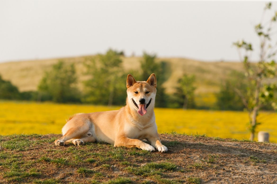 A dog sitting on some mulch and looking at the camera. A field in the background.