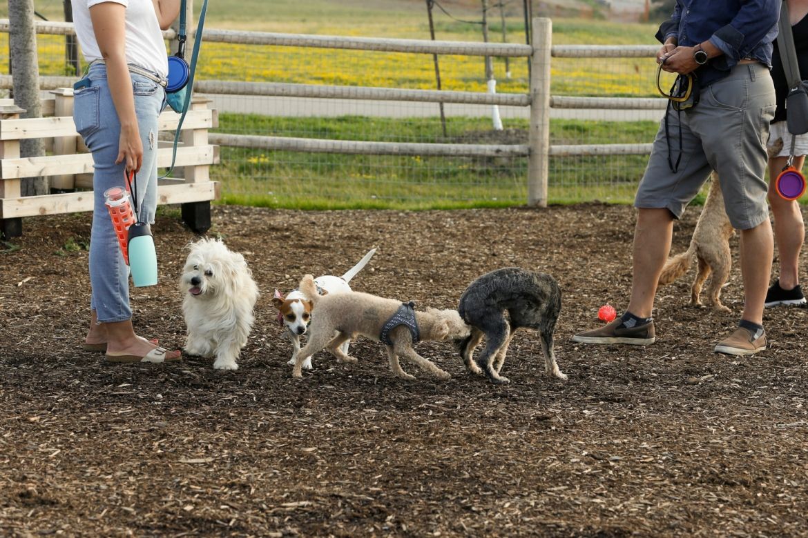 A group of dogs playing on the mulch in the dog park.