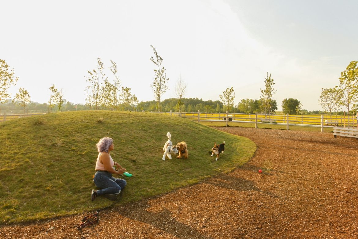 A woman and three dogs playing on a small grassy mound in the dog park.
