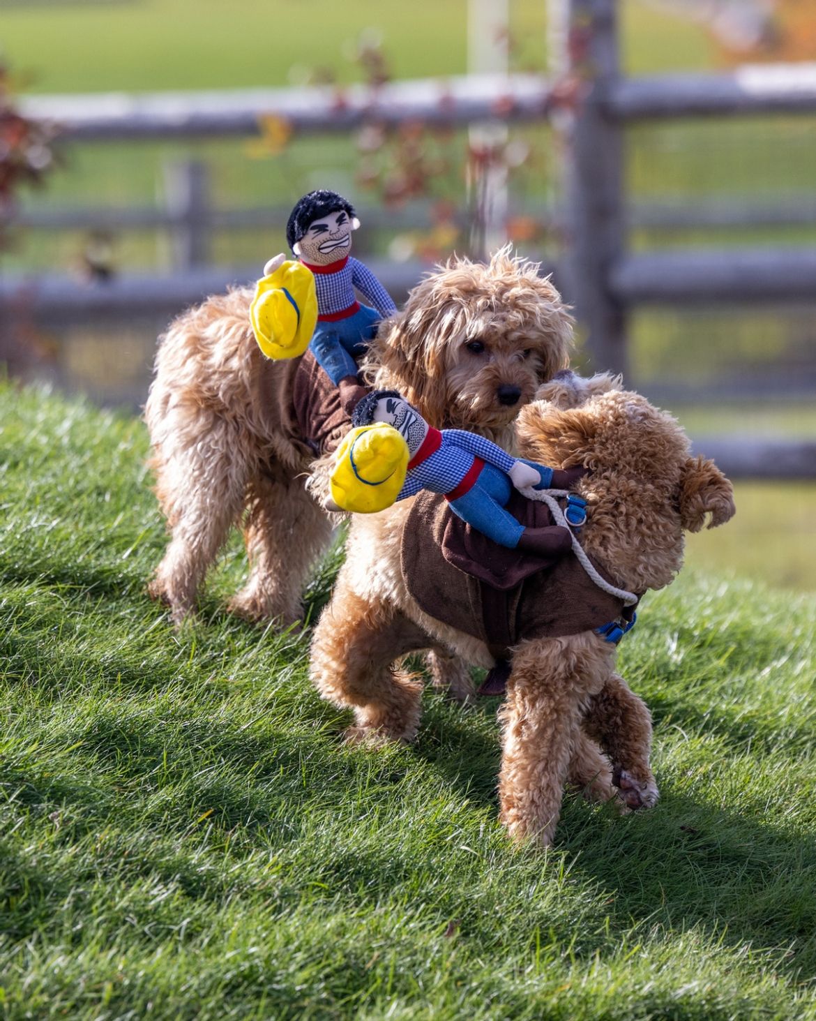 A close-up shot of two similar looking dogs wearing the same Halloween costume.