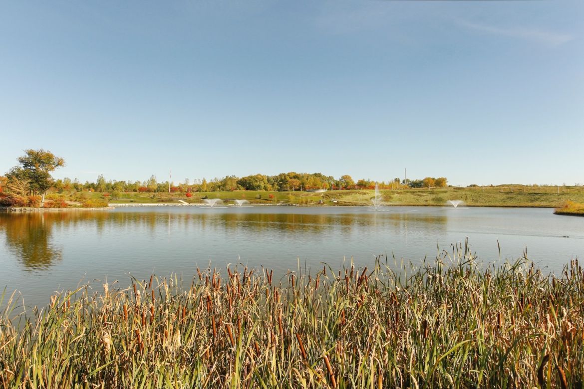 Tall grass growing around a body of water.