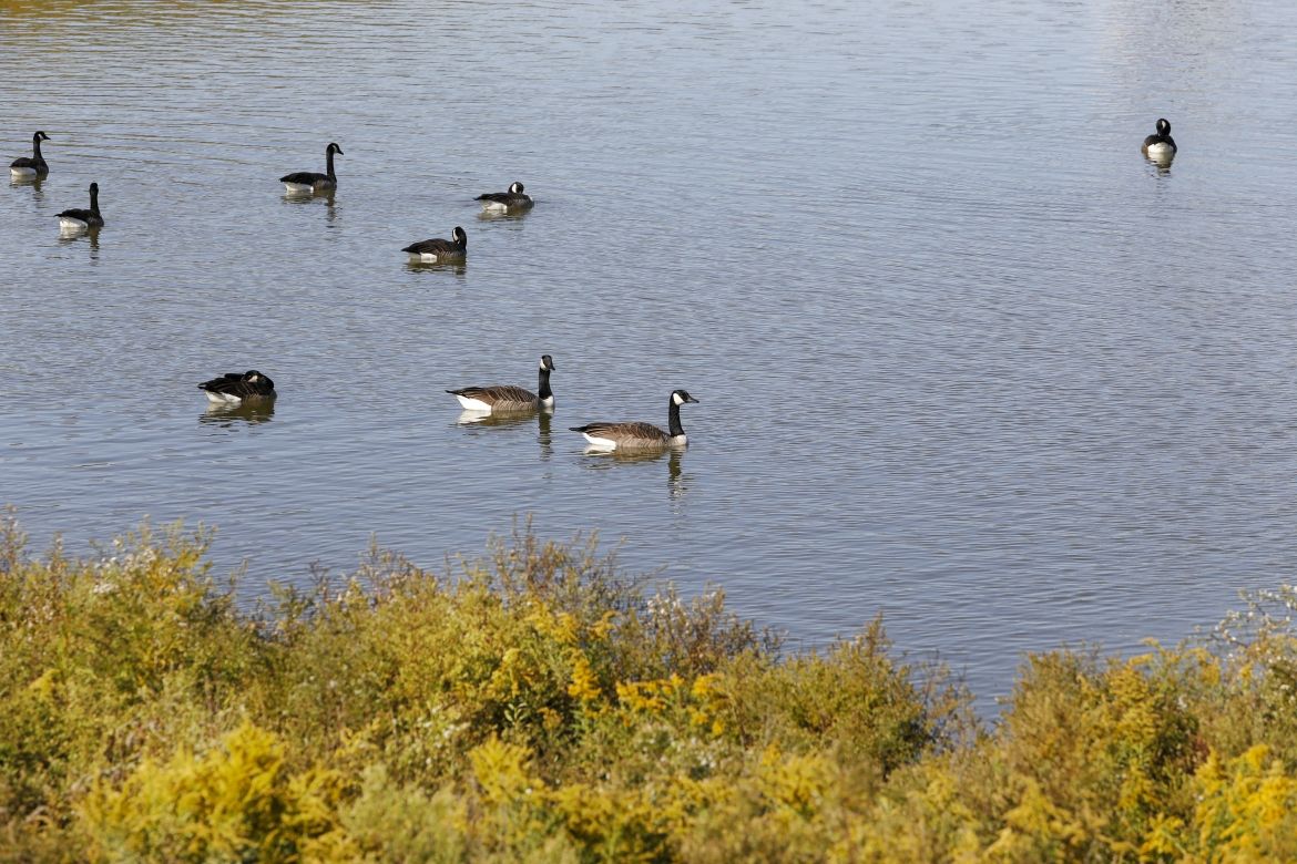 A group of ducks swimming by the water's edge.