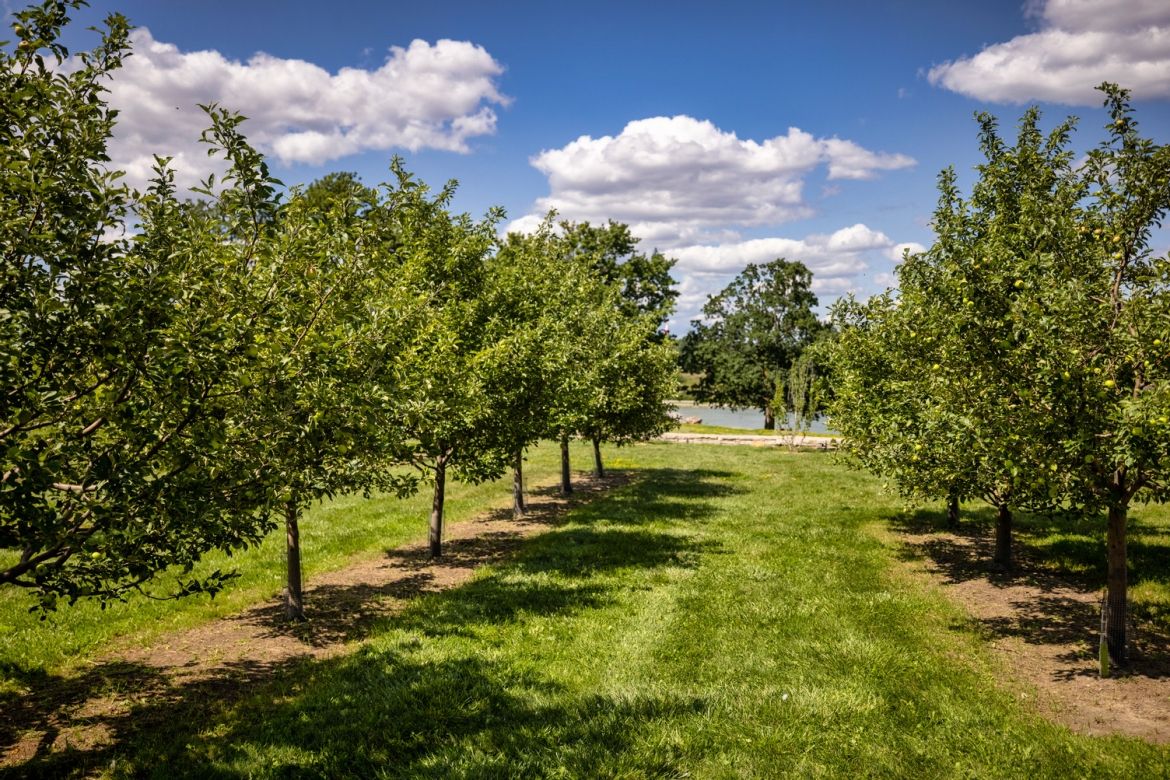 Rows of apple trees at the Orchard.