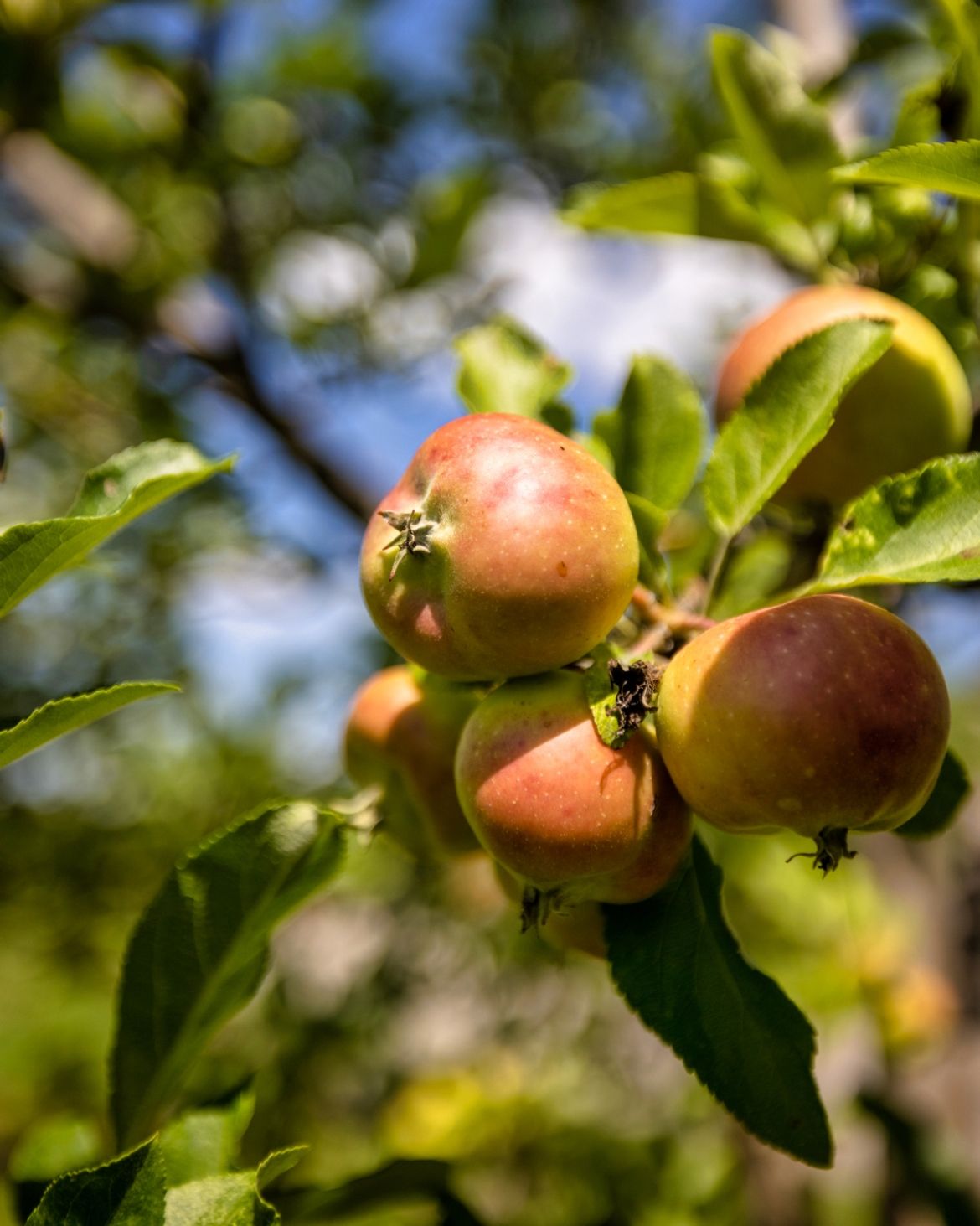 A close-up shot of apples growing in the Orchard.