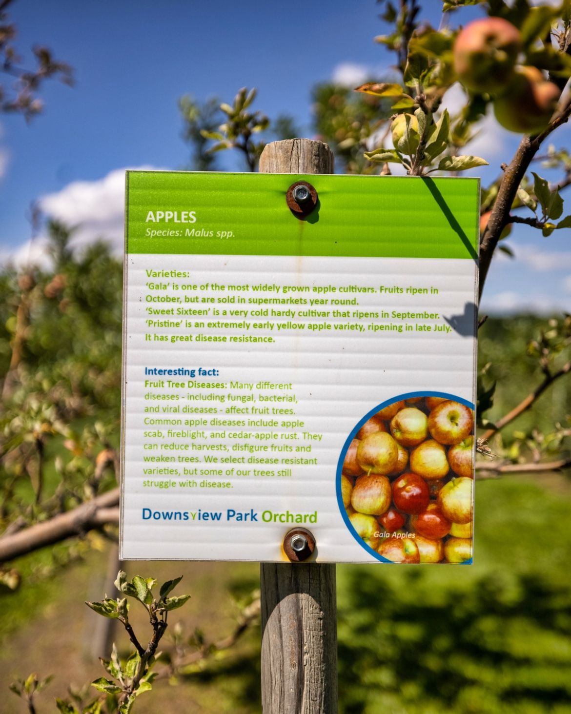 A close-up shot of a sign at the Orchard that goes over different types of apples.