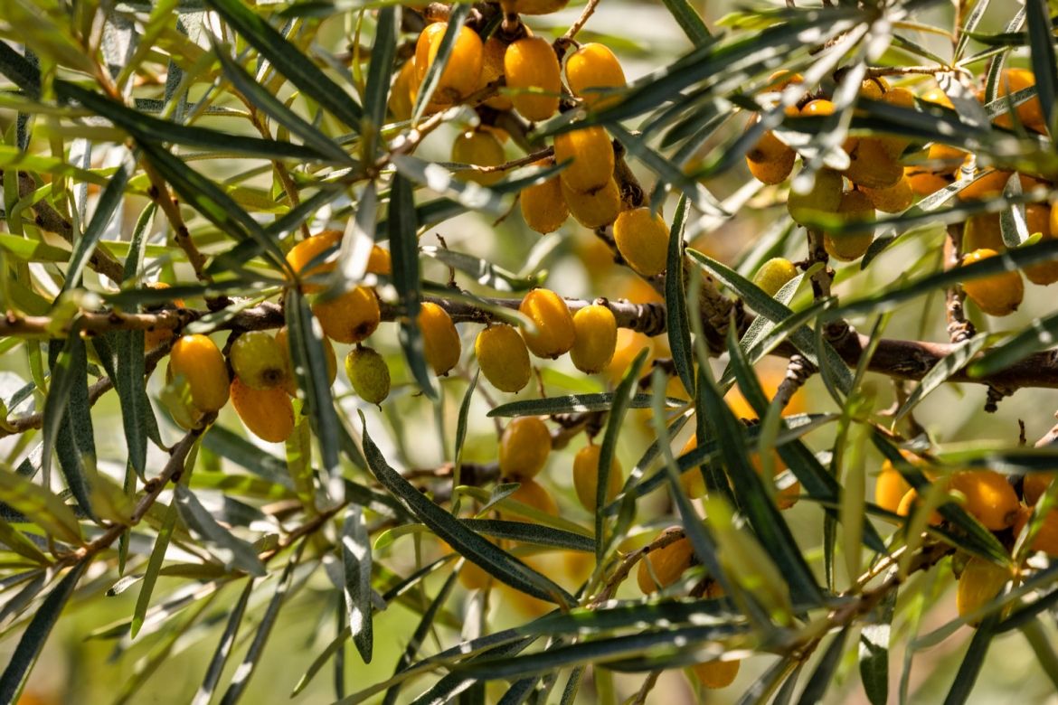 A close-up shot of orange fruits dangling from a tree.