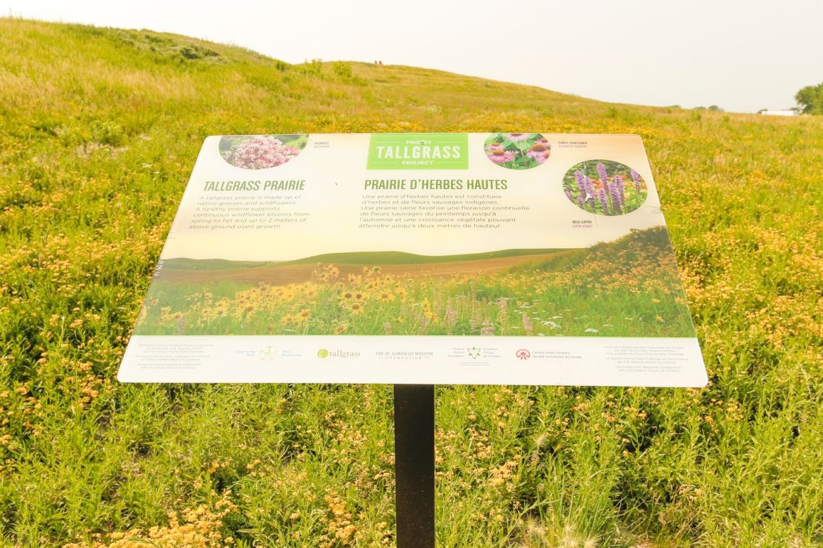 A close-up shot of a sign about tallgrass prairies.