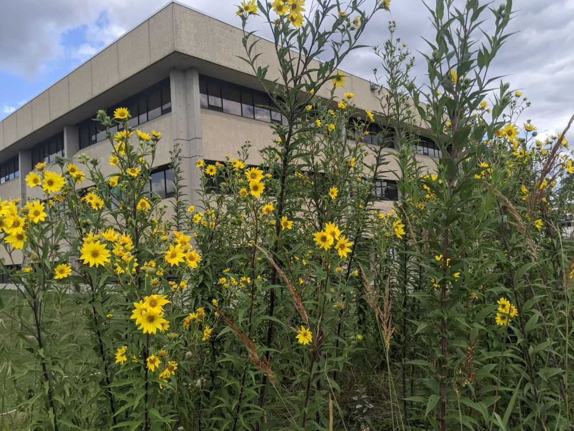 Tallgrass, flowers and a building in the background. The test plot in front of the Discovery Centre.
