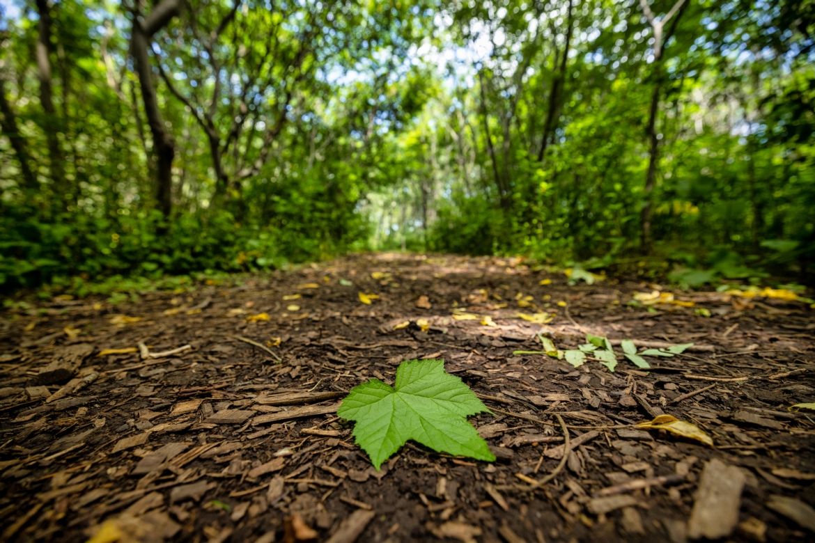 A close-up shot of a large green leaf on the forest floor.