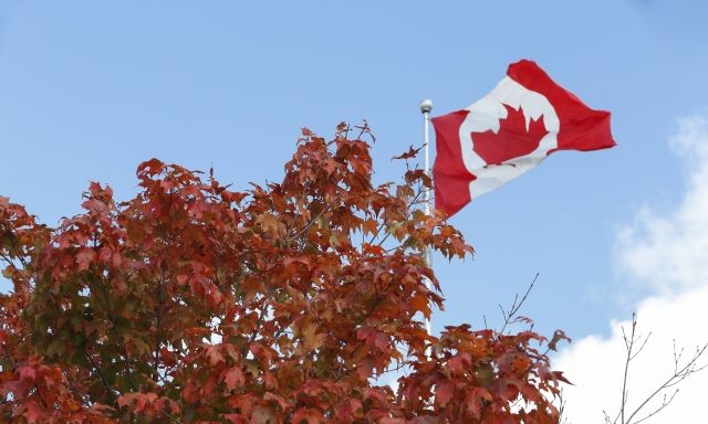 The top of a tree, a Canadian flag, and a blue sky.