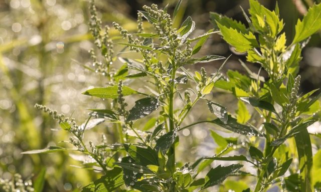 A macro shot of a plant.