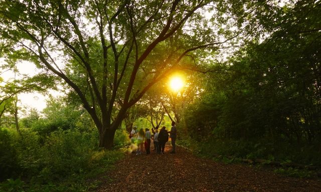 A group of people on a dirt path surrounded by trees. The sun shines through the branches.