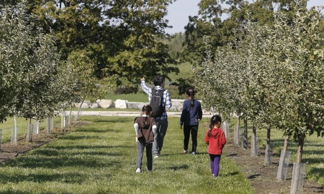 An adult and three kids exploring an orchard.