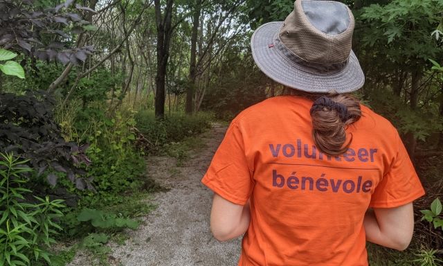 A volunteer in a bright orange t-shirt, standing by the entrance of Downsview Park’s urban forest. | Une personne bénévole portant un t-shirt orange vif, se tenant à l’entrée de la forêt urbaine du Parc Downsview.