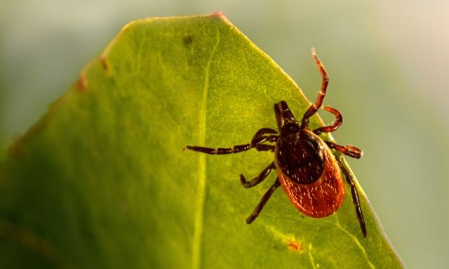Tick on a green leaf
