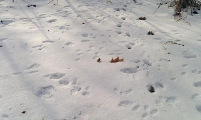 tracks on snow