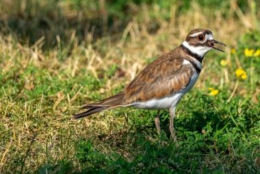 A brown and white bird in the grass.
