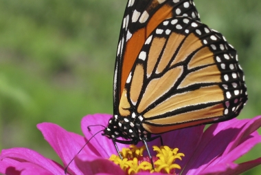 A Monarch butterfly perched on a flower.