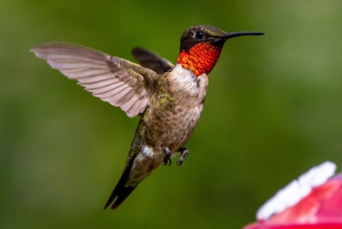 A close-up shot of a hummingbird.