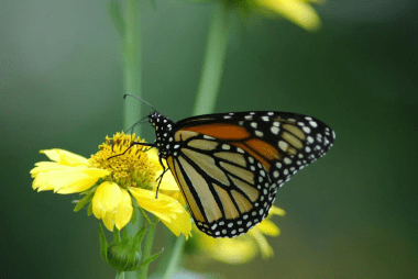 monarch butterfly