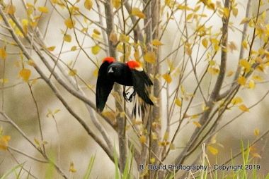 red winged blackbird